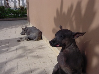 peruvian hairless dogs